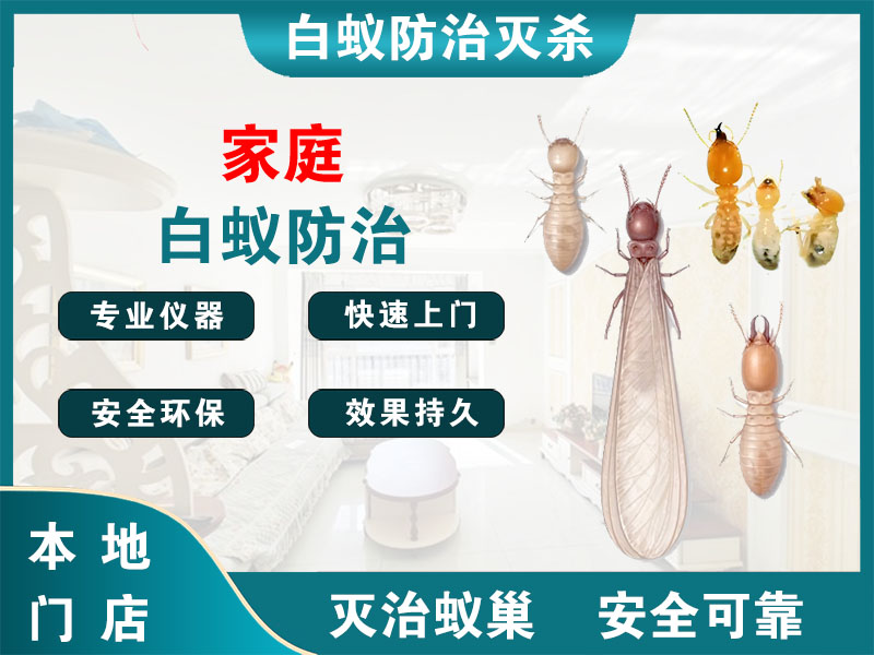 镇海家庭白蚁防治
