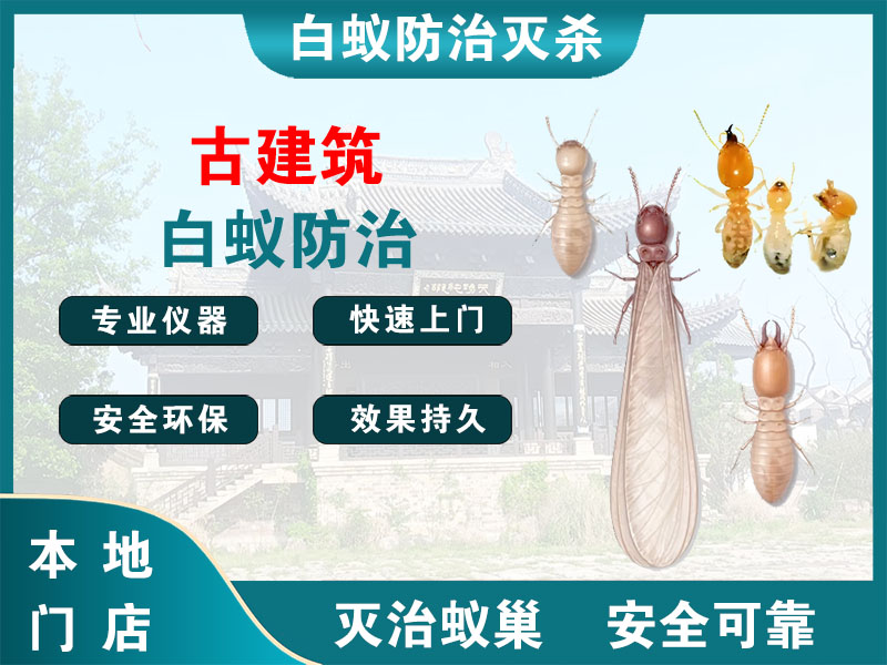 镇海古建筑白蚁防治