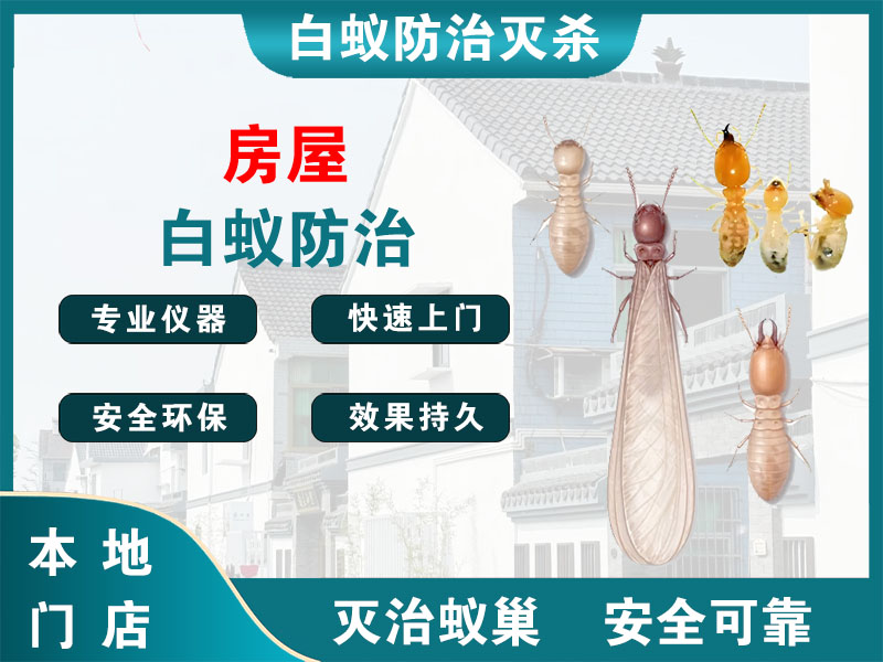 镇海房屋白蚁防治